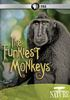The_funkiest_monkeys