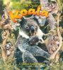 The_life_cycle_of_a_koala